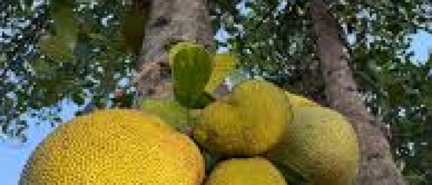 Jack fruit