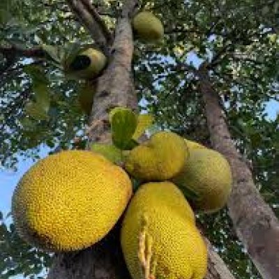 Jack fruit