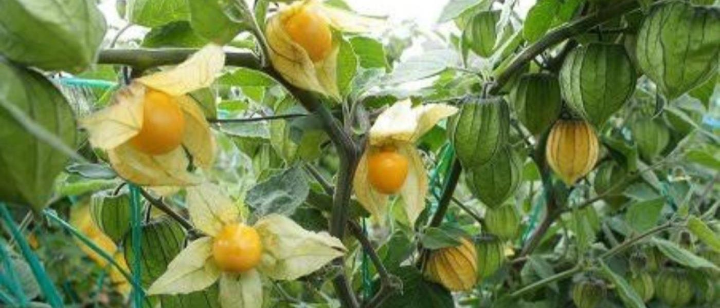 Golden berry (fresh fruit)