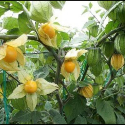 Golden berry (fresh fruit)