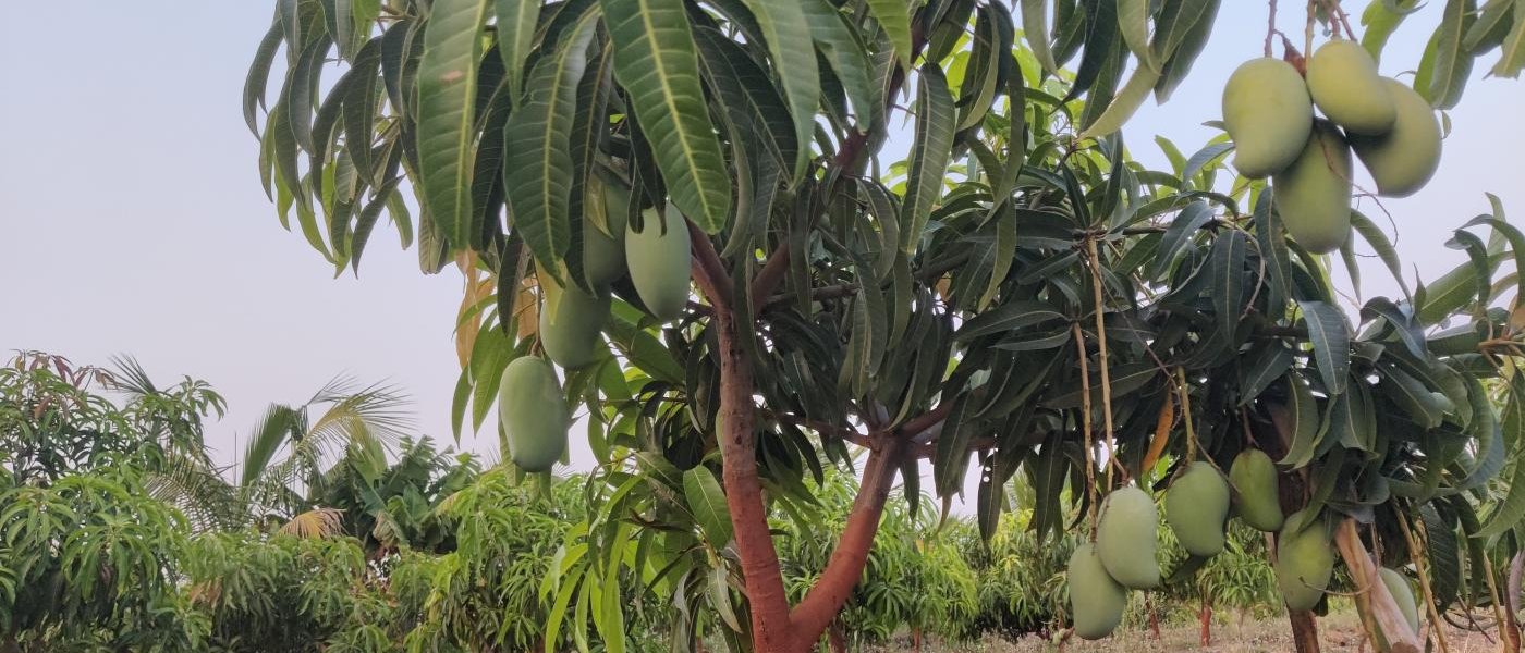 Keshar mangoes