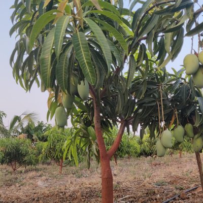 Keshar mangoes