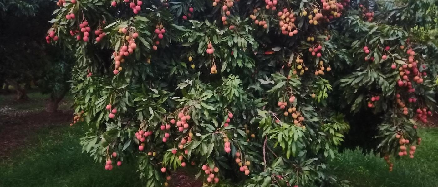 Lichi and Guava