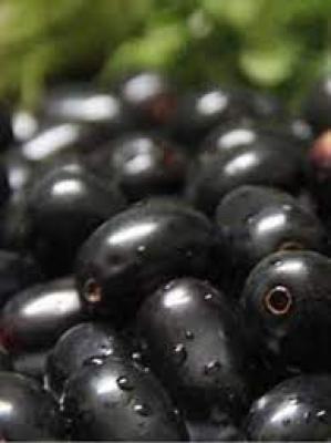 Nitesh Mango kernels