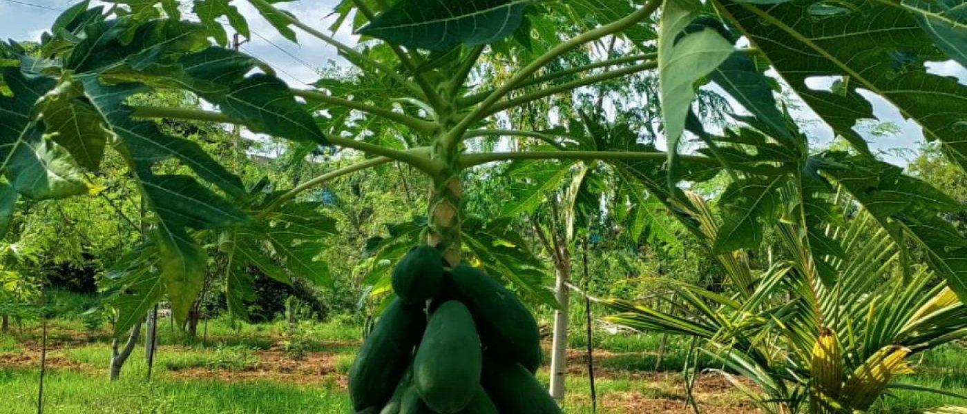 Taiwan Red Lady Papaya