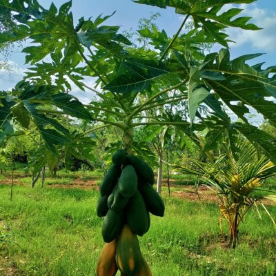 Taiwan Red Lady Papaya