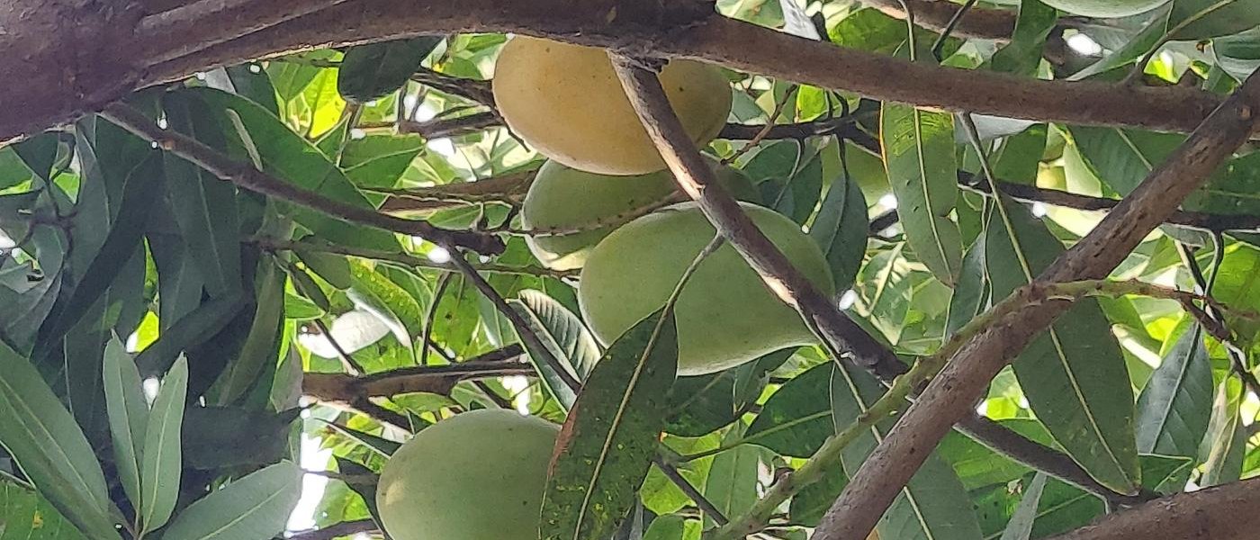 Organic Mangoes-Banginapalli,  Dasheri and Rasalu