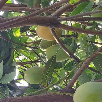 Organic Mangoes-Banginapalli,  Dasheri and Rasalu