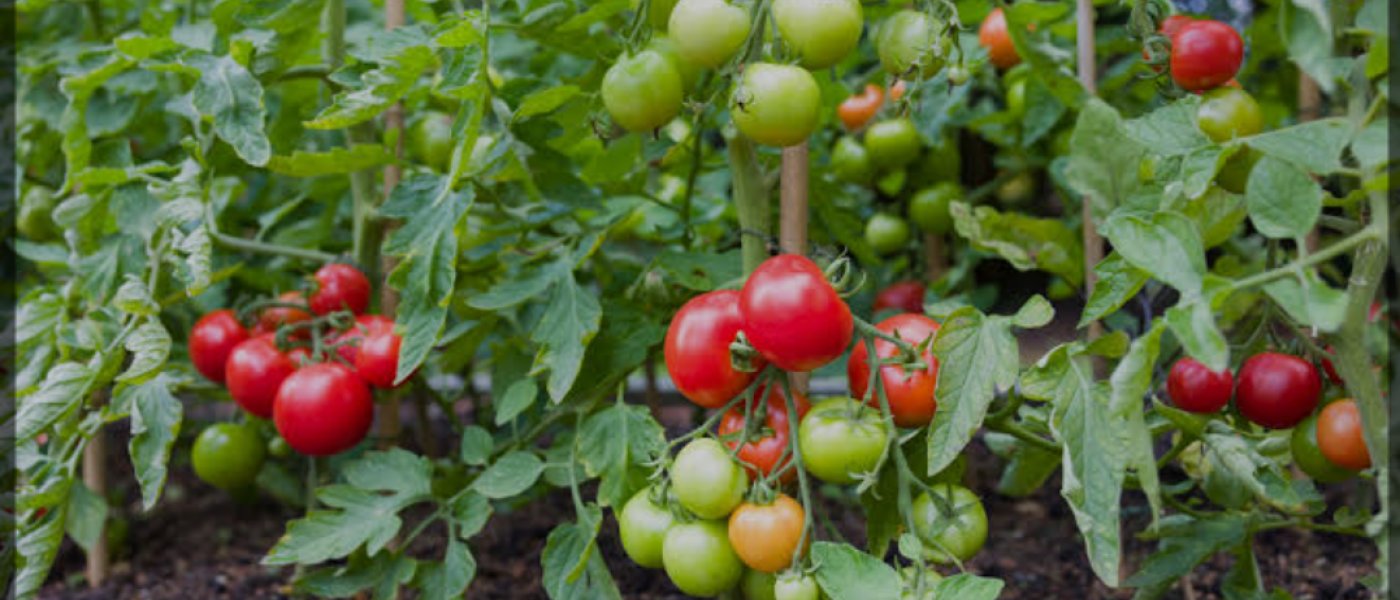 Tomatoes