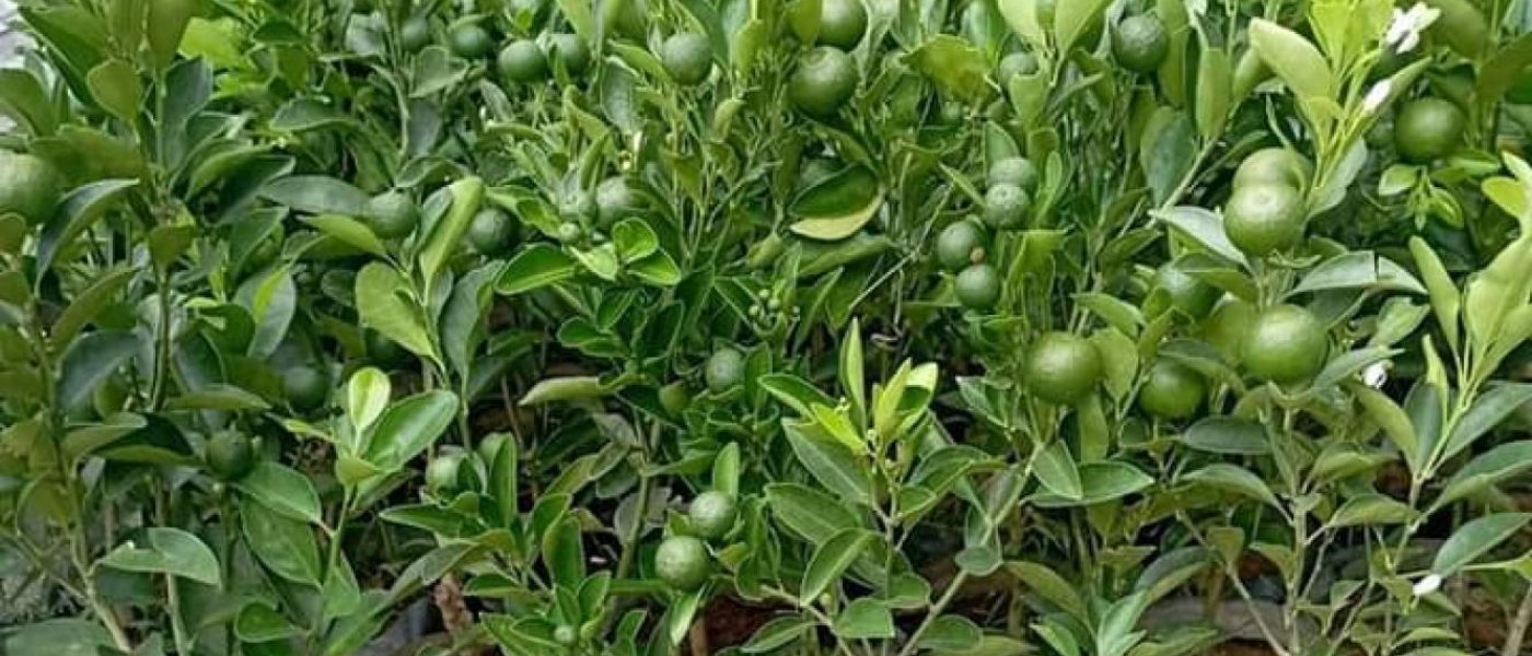 Philippine lime seedlings