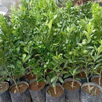Philippine lime seedlings