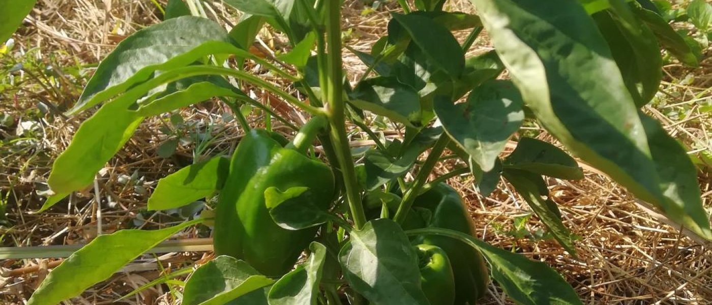 Green Pepper