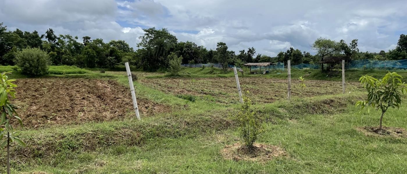 Organically grown Black rice paddy