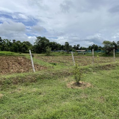 Organically grown Black rice paddy