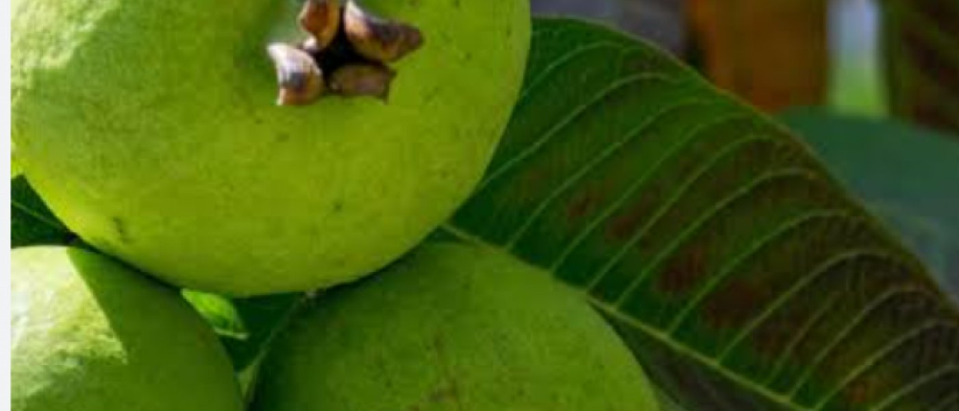 Fresh Organic Guava: Naturally Sweet and Nutritious