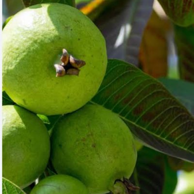 Fresh Organic Guava: Naturally Sweet and Nutritious