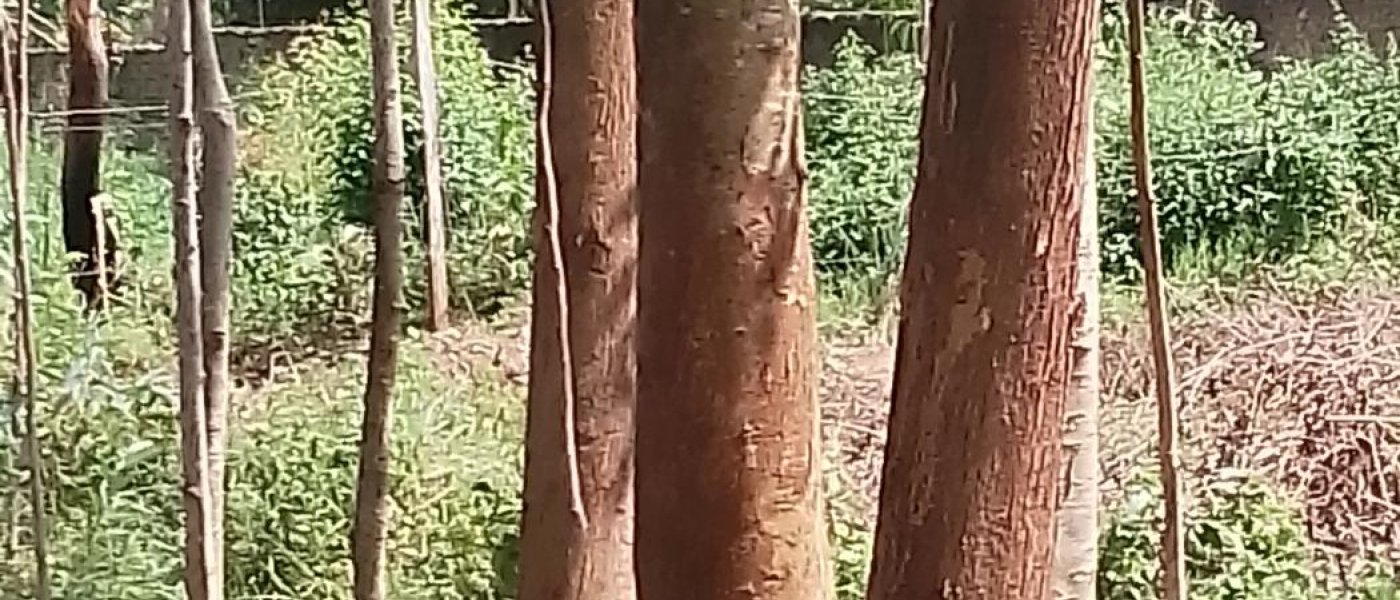 Seedlings and mature trees