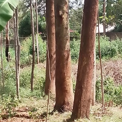 Seedlings and mature trees