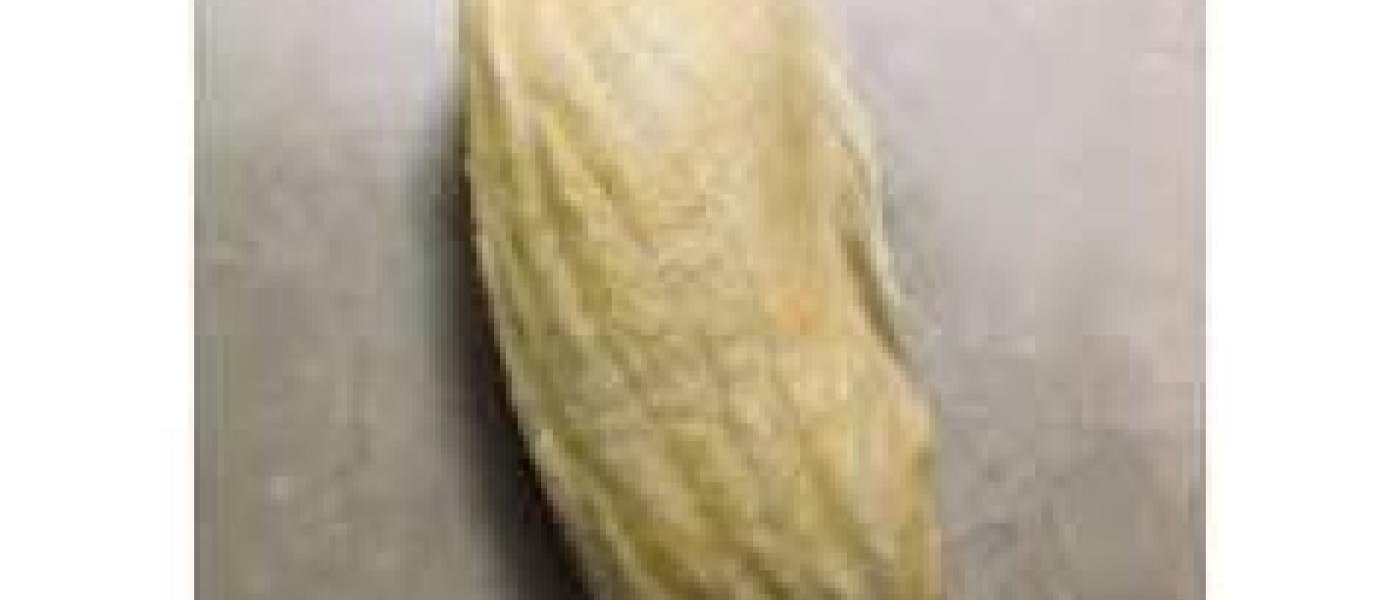 Mango Kernels - 1 kg free per 100 kg