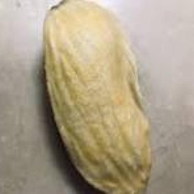 Mango Kernels - 1 kg free per 100 kg