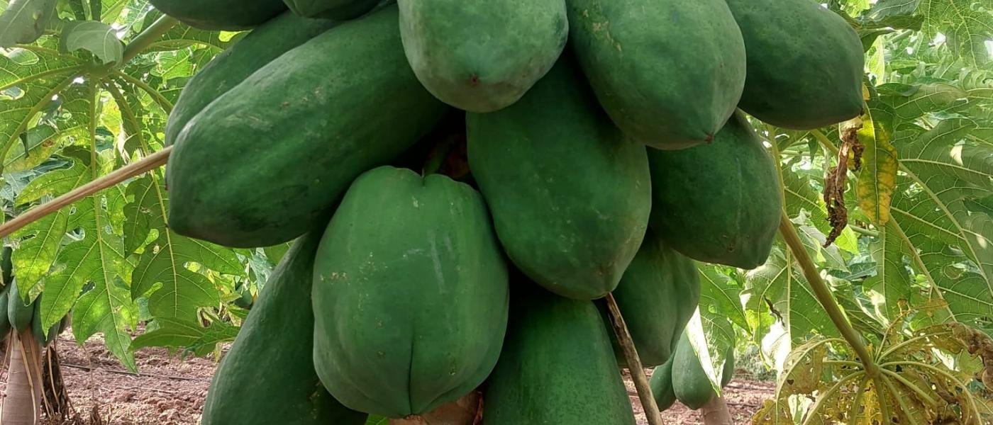 Papayas