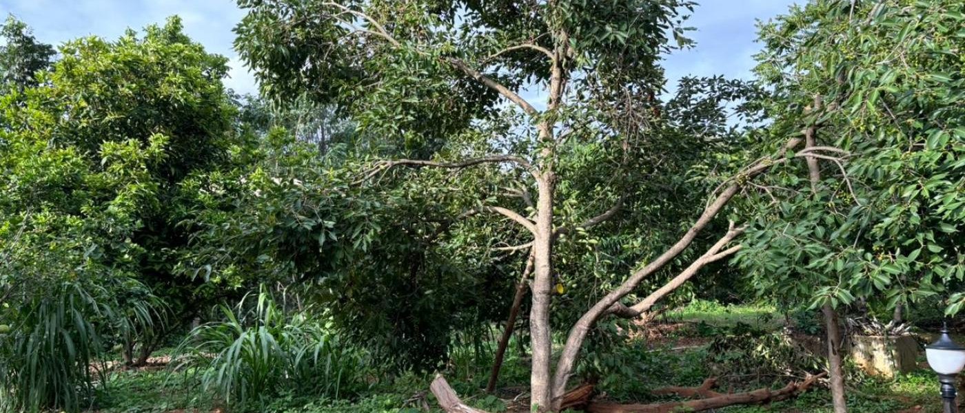 Cranberry, jamun, Star fruit