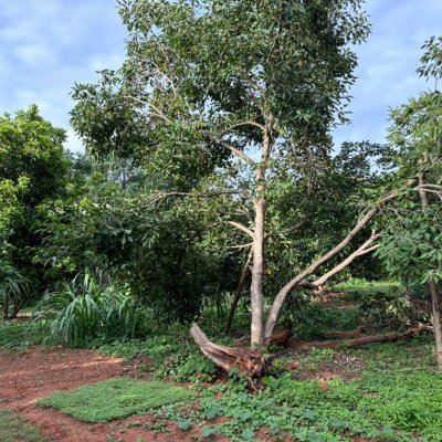 Cranberry, jamun, Star fruit