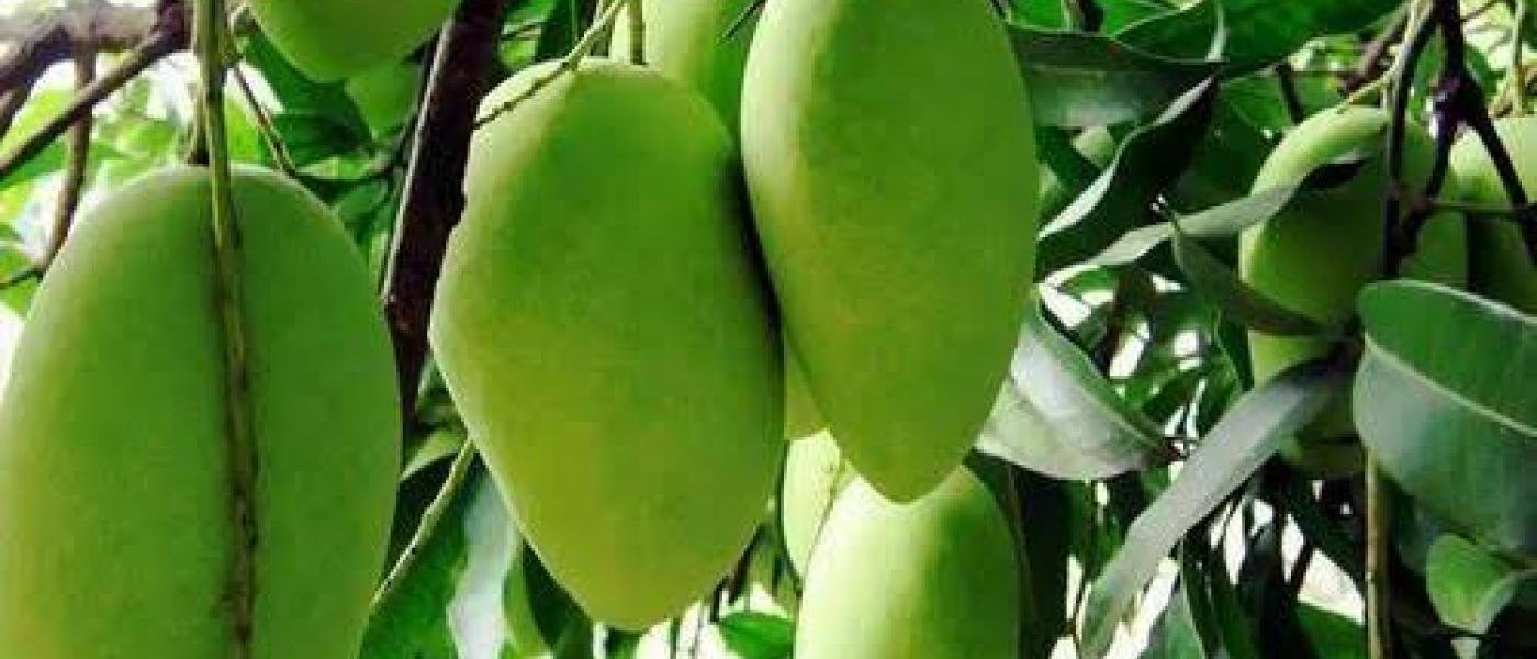 Mango