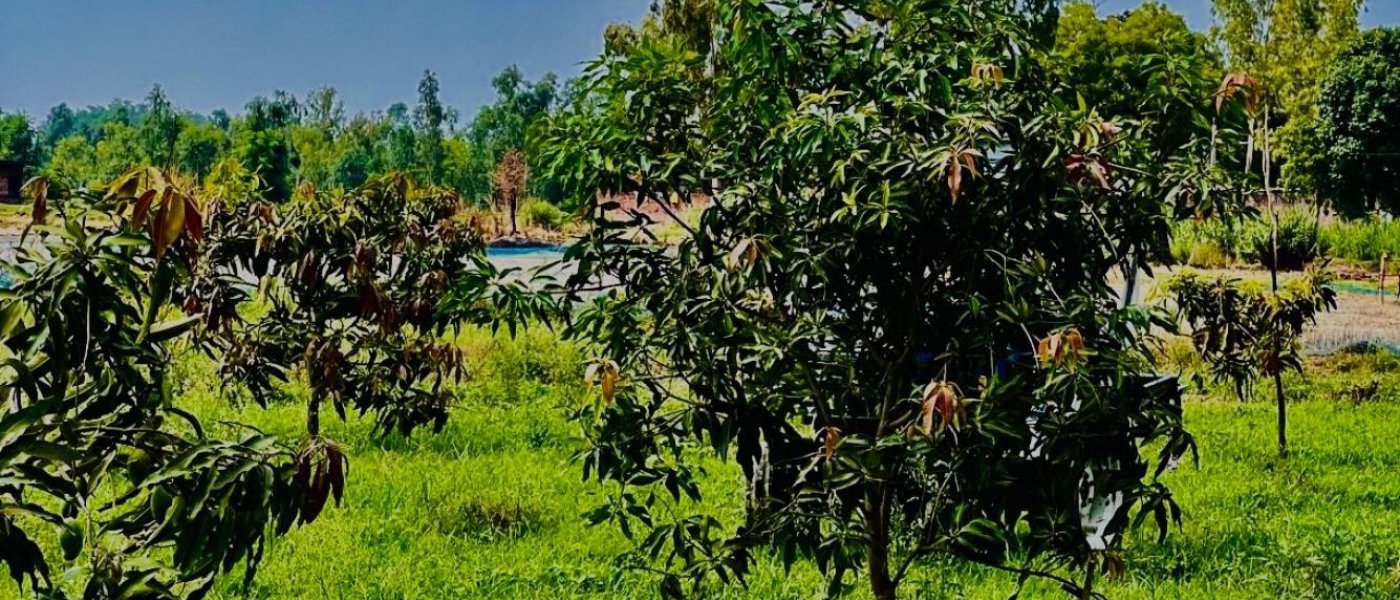 ORGANIC MANGOES (seasonal)