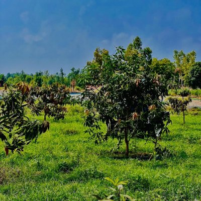 ORGANIC MANGOES (seasonal)