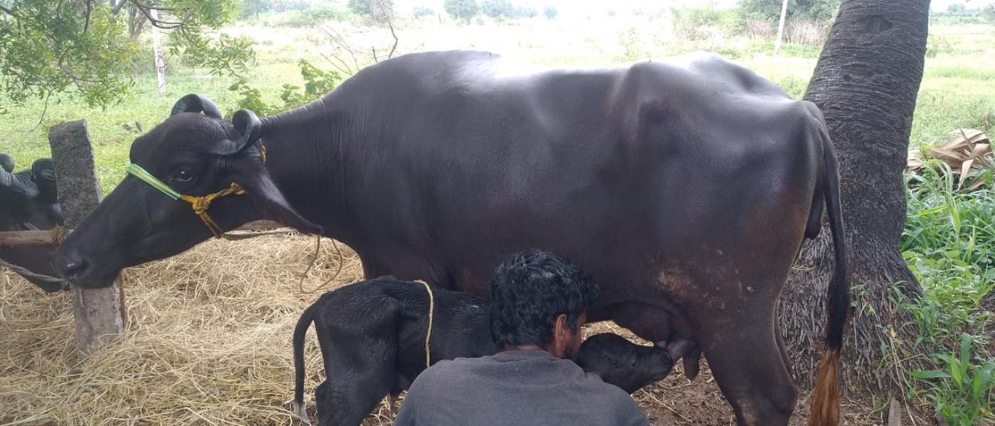 Buffalo and cow milk