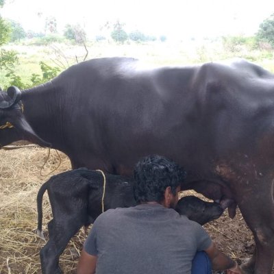 Buffalo and cow milk