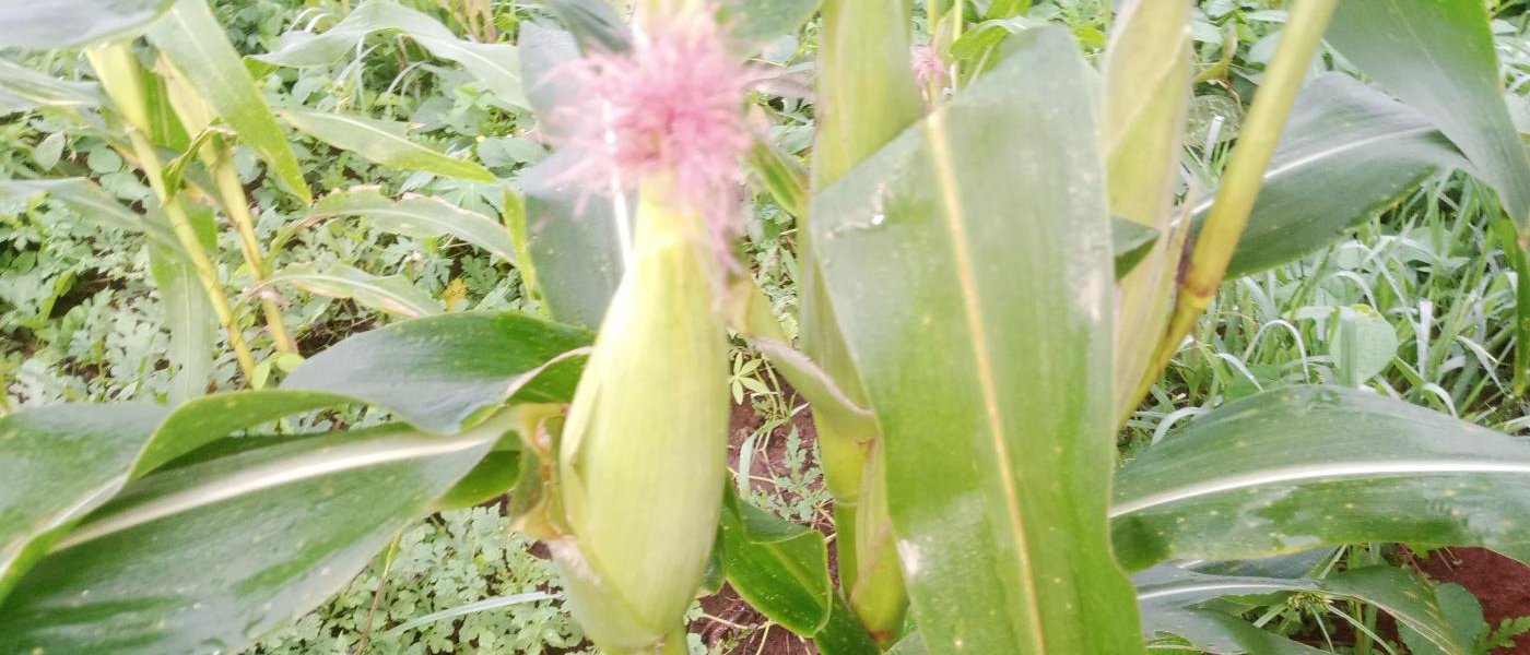 Fresh Corn