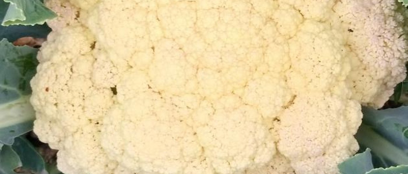 I have 10000to 12000 kg cabbage and cauliflowers