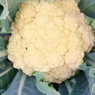 I have 10000to 12000 kg cabbage and cauliflowers