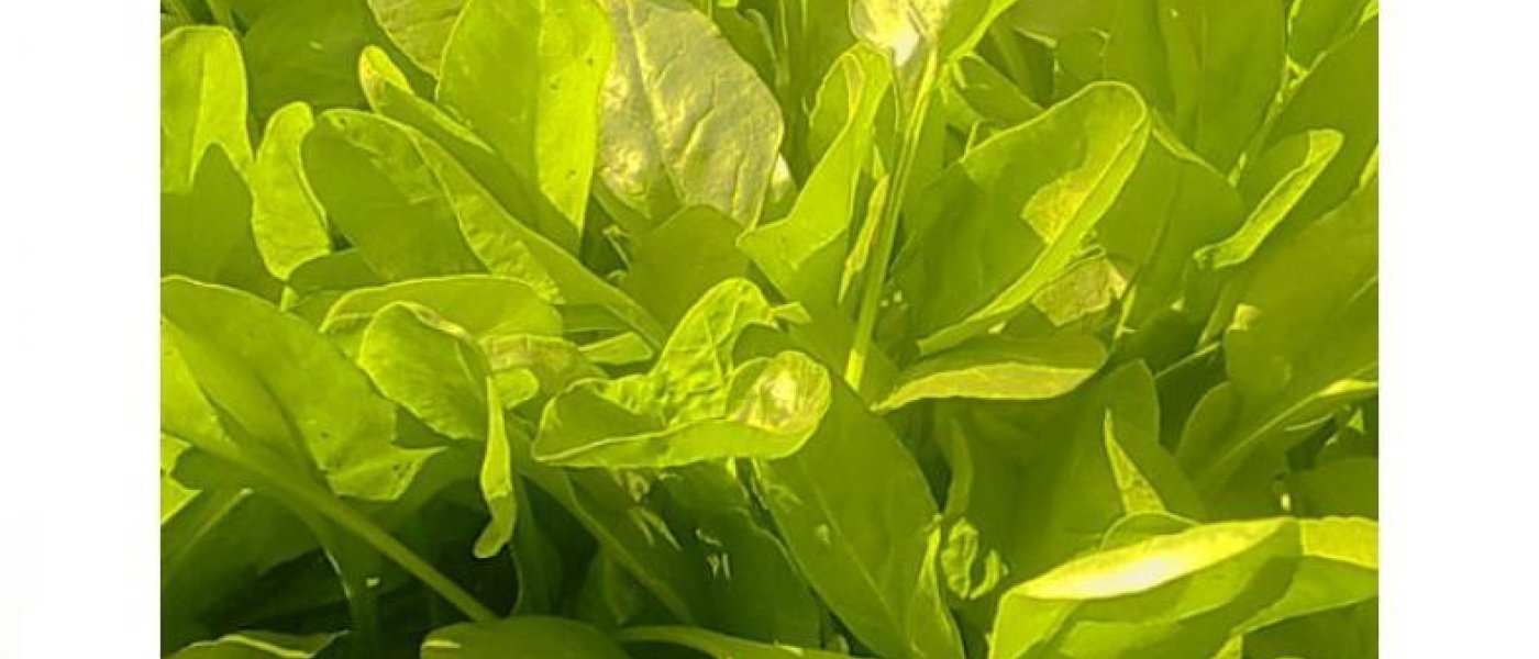 Fresh spinach