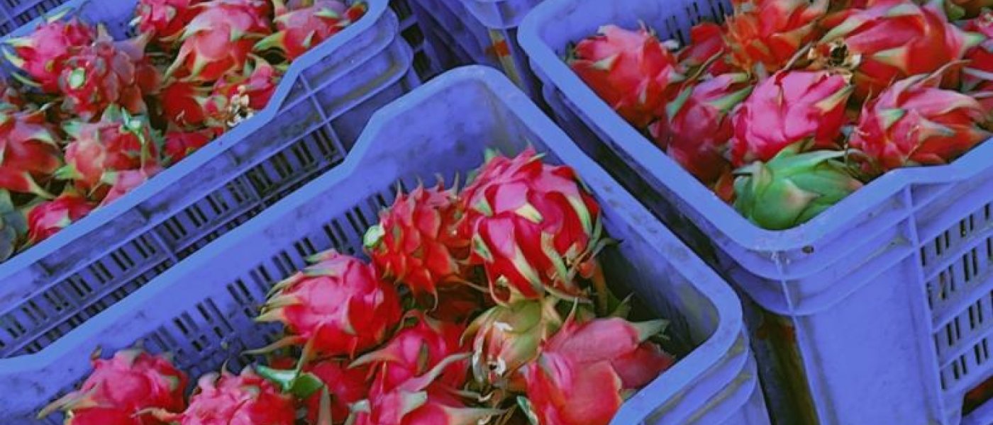 Fresh organic red dragon fruit