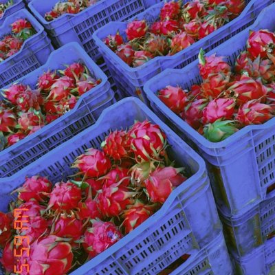 Fresh organic red dragon fruit