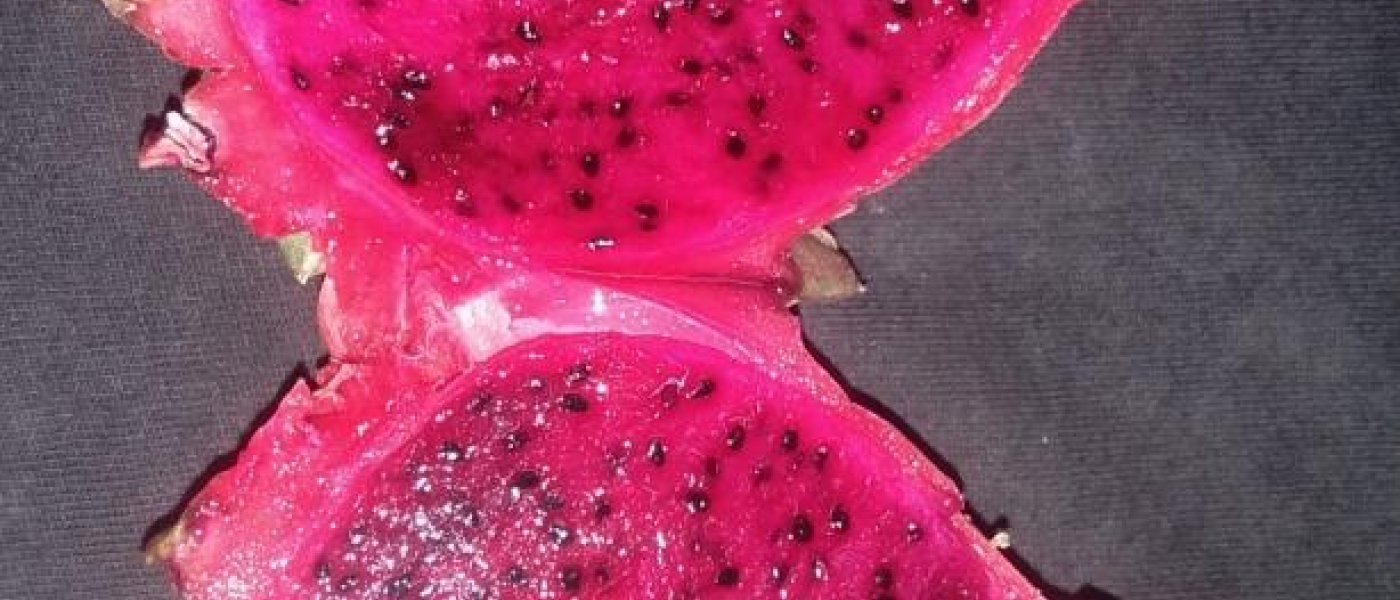 For first five  bulk order a pack of 5 Dragon Fruit free