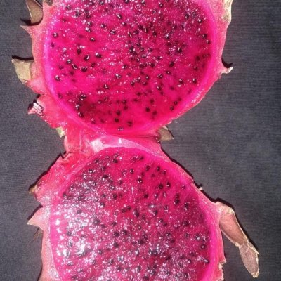 For first five  bulk order a pack of 5 Dragon Fruit free