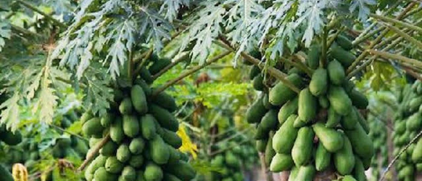 Organic Papaya