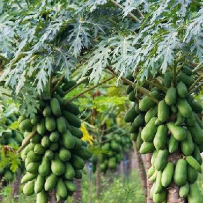 Organic Papaya
