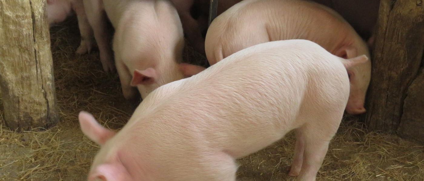 PIGS
