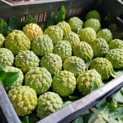 Custard Apple