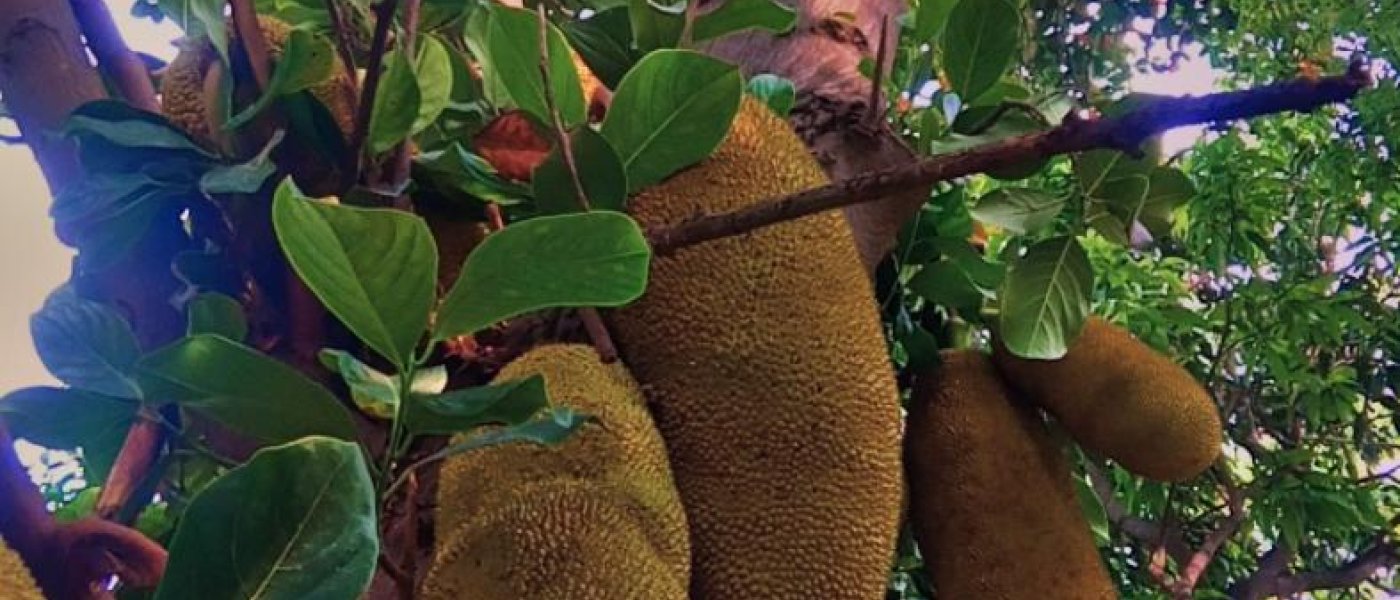 Jackfruit