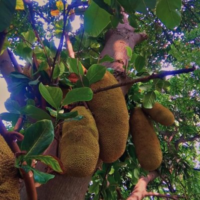 Jackfruit