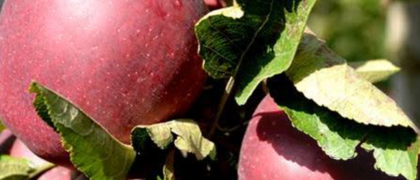 First come first serve
