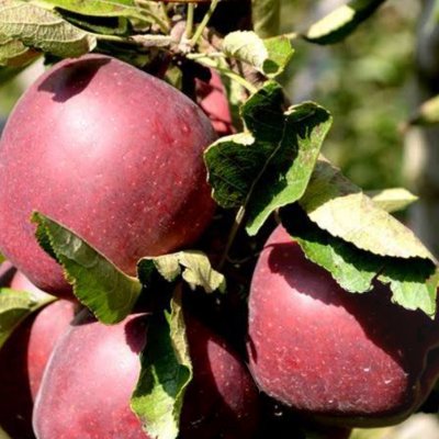 First come first serve