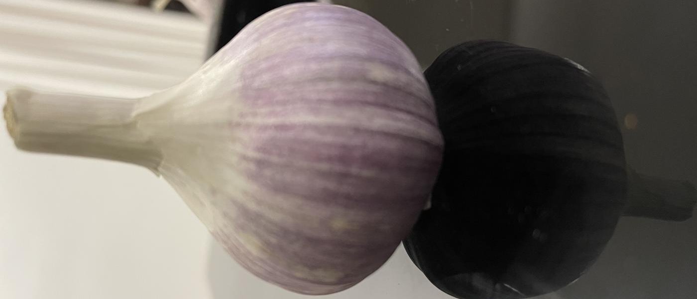Egyptian Purple Garlic