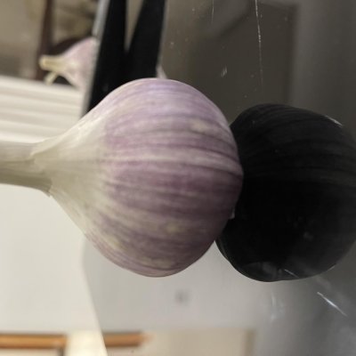 Egyptian Purple Garlic